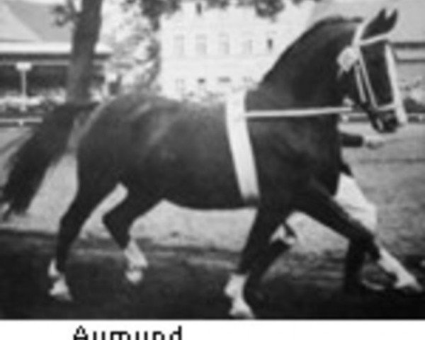 horse Aumund (Hanoverian, 1942, from Amos)