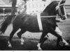 stallion Aumund (Hanoverian, 1942, from Amos)