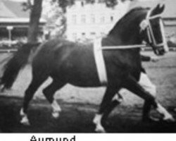 stallion Aumund (Hanoverian, 1942, from Amos)