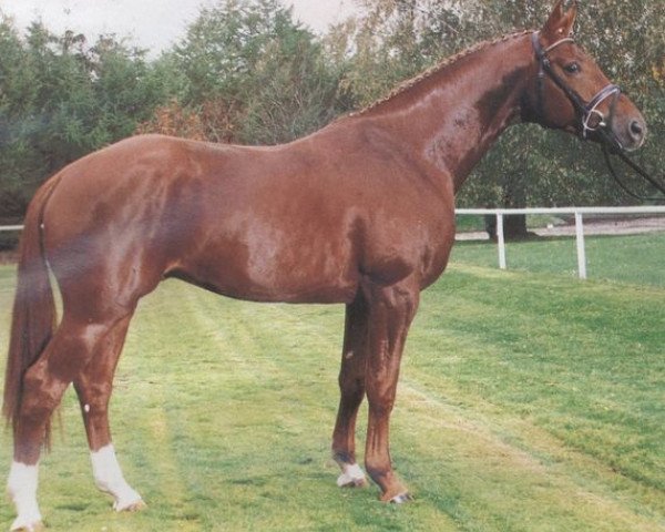 stallion Lyriker (Hanoverian, 1990, from Lysander)