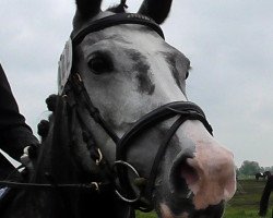 broodmare Timberly D (German Riding Pony, 2008, from Hilkens Black Delight)