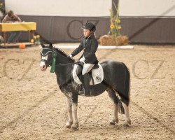 Pferd Boy 222 (Welsh Mountain Pony (Sek.A), 1997, von Bengad Damusk Oak)