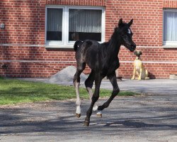 dressage horse Dynamic's Beauty (Hanoverian, 2022, from Dynamic Dream)