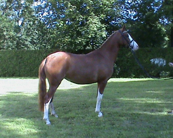 broodmare Kunterbunt (German Riding Pony, 2008, from Top Karetino)