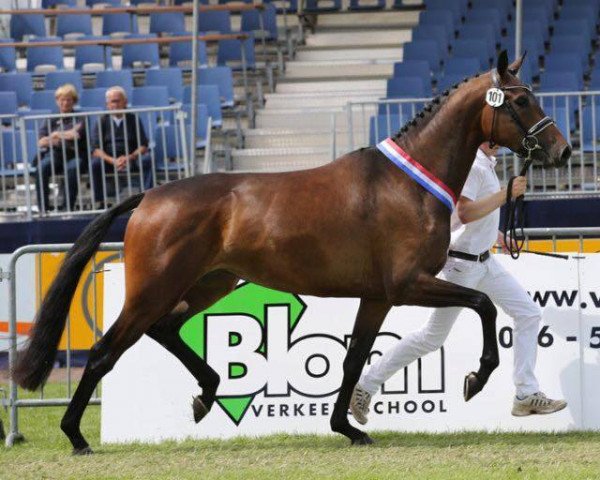 Zuchtstute Ice Princess STH (KWPN (Niederländisches Warmblut), 2013, von Davino V.O.D.)