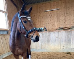 dressage horse Shakespeare 99 (Westphalian, 2018, from Sir Heinrich OLD)