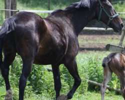 broodmare Landliebe (Württemberger, 1989, from Landfalk)