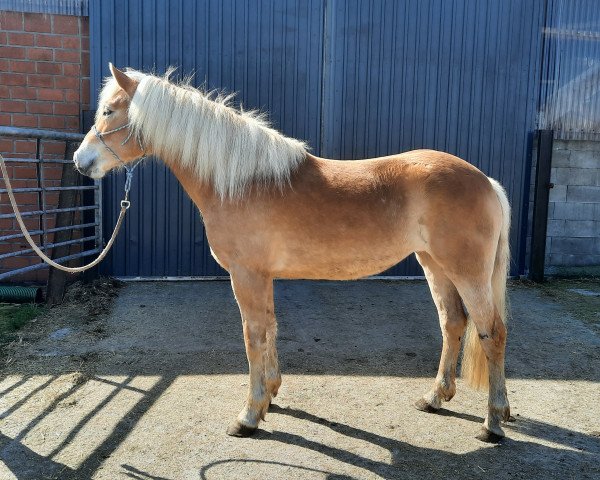 broodmare Tabita (Haflinger, 2019, from liz. 506/T Seewind)