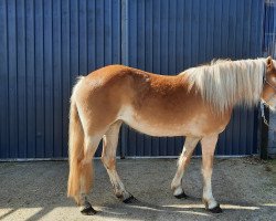 broodmare Izabella (Haflinger, 2019, from Medicus 15)