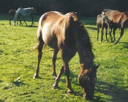 broodmare Rosenblüte (Württemberger, 1985, from Romanow)