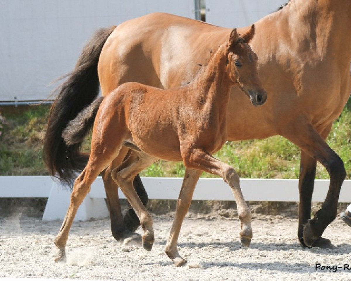 Dressurpferd Gossip P (Deutsches Reitpony, 2013, von Going East)