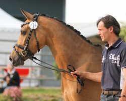 Dressurpferd Cathina Gold P (Deutsches Reitpony, 2010, von FS Champion de Luxe)