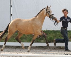 Zuchtstute Corley P (Deutsches Reitpony, 2010, von FS Champion de Luxe)