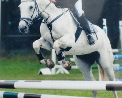 Zuchtstute Ramona 789 (Hessisches Warmblut, 1998, von Rubin Star N)