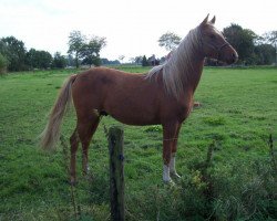 stallion Haywood (German Riding Pony, 2011, from Humpfry-Me)