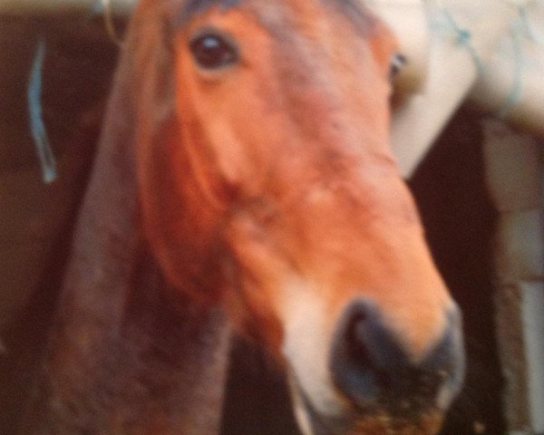 Pferd Dashing Hunter (Westfale, 2002, von Dinard L)