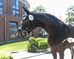 broodmare Grace Kelly M (Oldenburg, 2009, from Stedinger)