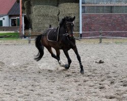 dressage horse Pardo (Westphalian, 2005, from Pontifex)