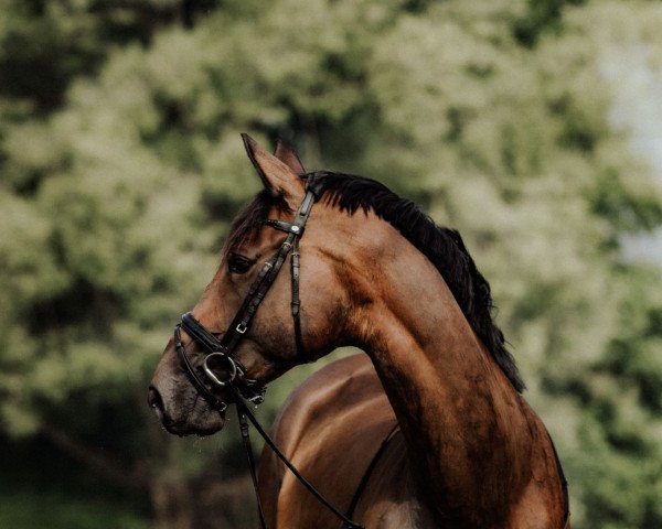dressage horse Beautiful Bero (Trakehner, 2012, from Heuberger TSF)