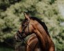 dressage horse Beautiful Bero (Trakehner, 2012, from Heuberger TSF)