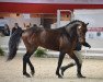 stallion Bandro Boy de Bethune (Selle Français, 2011, from Sandro Boy)