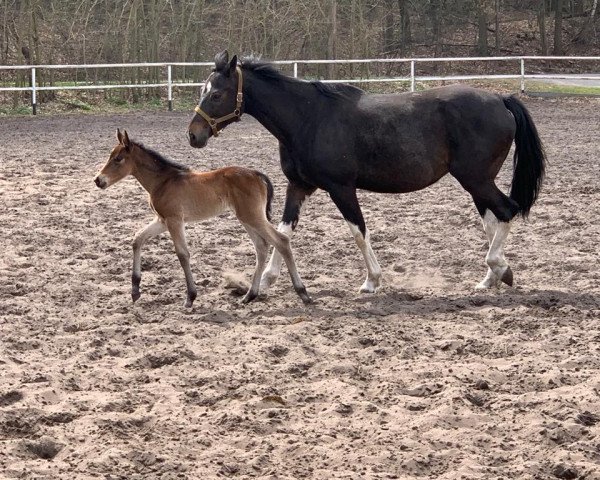 horse Gracja (Polish Warmblood, 2013)