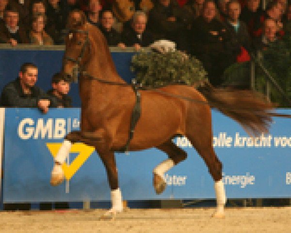 stallion Reflex M (KWPN (Royal Dutch Sporthorse), 1998, from Larix)