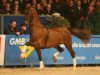 stallion Reflex M (KWPN (Royal Dutch Sporthorse), 1998, from Larix)