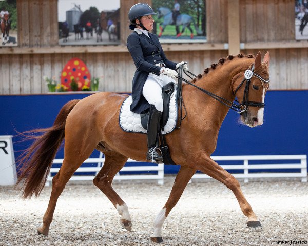 dressage horse Escostar T (Westphalian, 2014, from Escolar)