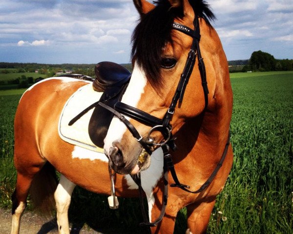 dressage horse Biene 379 (Haflinger Mix, 2001)
