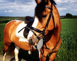 dressage horse Biene 379 (Haflinger-Mix, 2001)