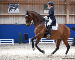 dressage horse Expedia (KWPN (Royal Dutch Sporthorse), 2014, from Everdale)