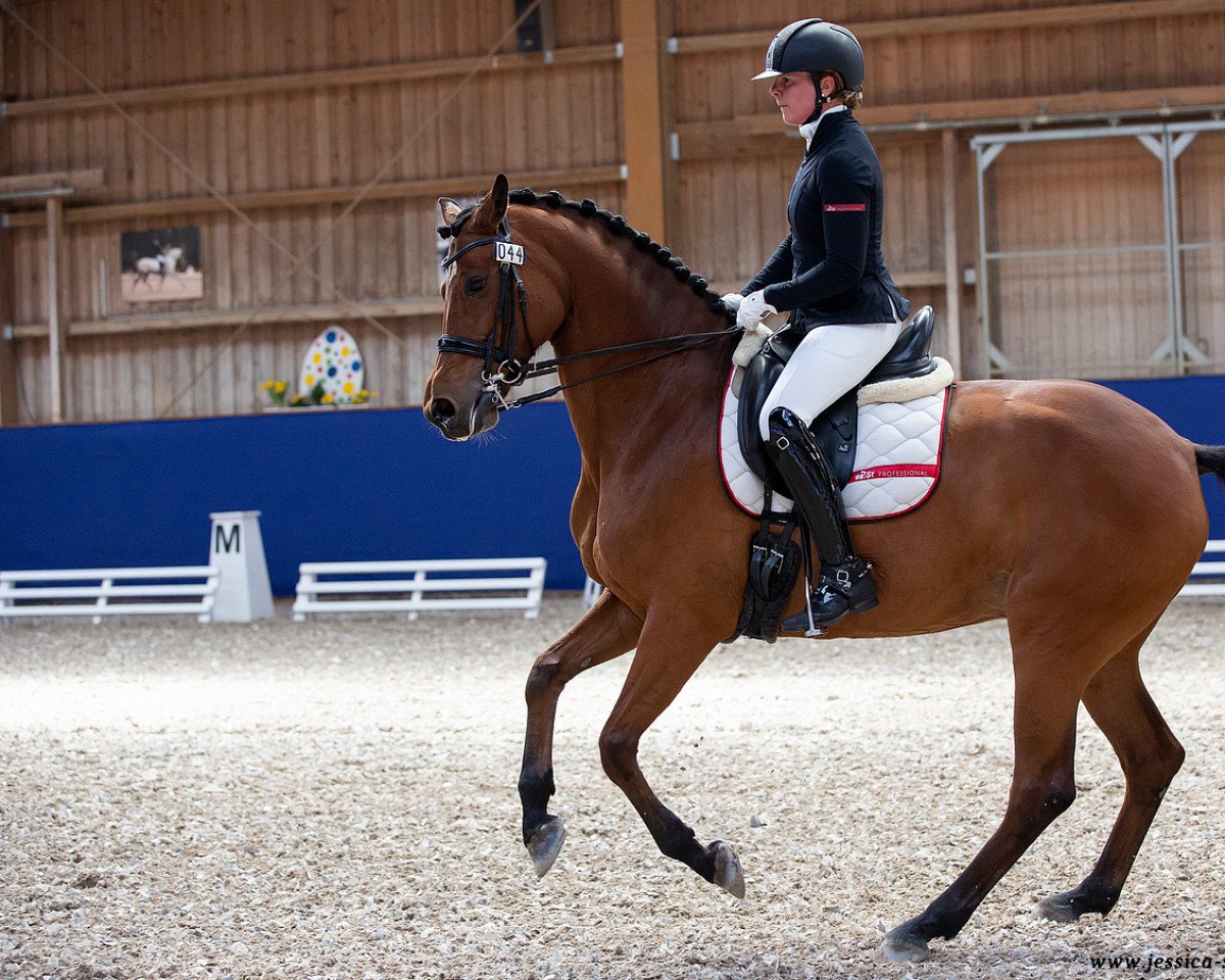 Dressurpferd Clair (Holsteiner, 2014, von Clarcon)