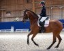 dressage horse Clair (Holsteiner, 2014, from Clarcon)