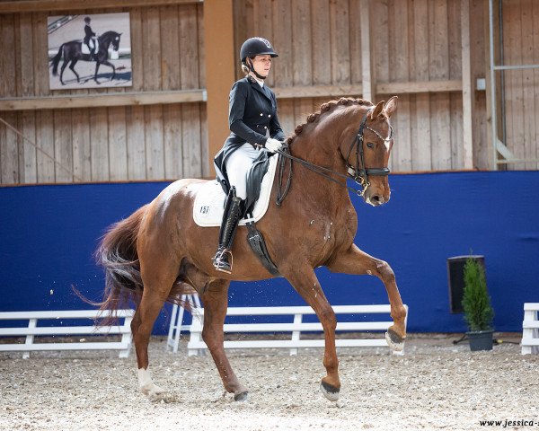 dressage horse Fürst Rubin 10 (Oldenburg, 2013, from Floriscount)