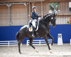 dressage horse Fürstano B (German Sport Horse, 2014, from Fürstenball)