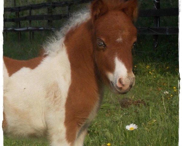 stallion Winnetou vom Rindergraben (Dt.Part-bred Shetland pony, 2013, from Why Not)