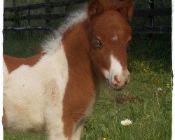 horse Winnetou vom Rindergraben (Dt.Part-bred Shetland Pony, 2013, from Why Not)