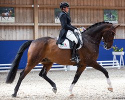 dressage horse Quaterline 3 (Hanoverian, 2013, from Quaterback)