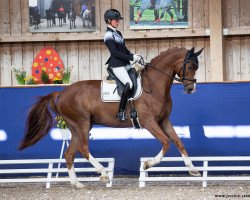 dressage horse Finnegan 34 (Westphalian, 2016, from Fürst Larino)