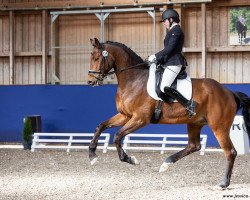 dressage horse Hernandez 5 (German Sport Horse, 2016, from Honoré du Soir)