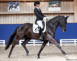 dressage horse Massimo (Hanoverian, 2016, from Morricone)