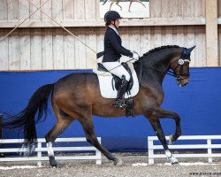 dressage horse Rock Me Robert (Westphalian, 2015, from Rock Forever NRW)