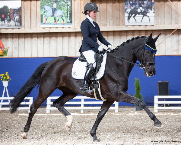 Dressurpferd Suana K (Deutsches Sportpferd, 2015, von Sezuan)