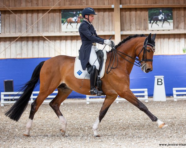 dressage horse Rocco Granata (Westphalian, 2011, from Rock Forever NRW)