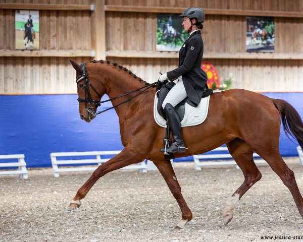 dressage horse Highlight 164 (Hanoverian, 2011, from Hochadel)