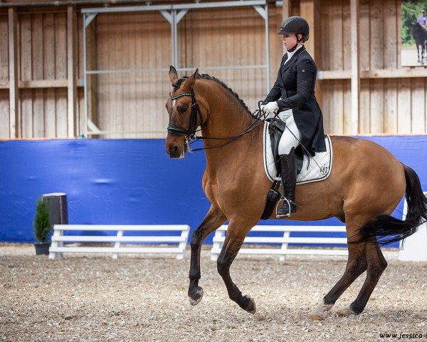 dressage horse Don Alfredo 24 (German Riding Pony, 2008, from FS Don't Worry)