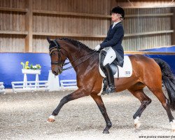 dressage horse Quirina 22 (Hanoverian, 2008, from Quaterback)