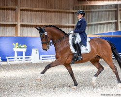 dressage horse Valentino vR (German Sport Horse, 2012, from Vitalis)