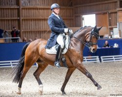 dressage horse Remy Martin 67 (Hanoverian, 2009, from Romancero H)